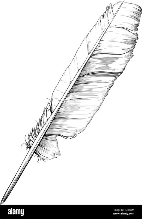 classic goose feather stock vector image art alamy