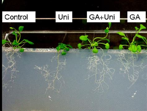 Figure From Effects Of Shoot Applied Gibberellin Gibberellin