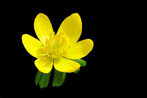 Winter Aconite Flower Plant Free Photo On Pixabay Pixabay