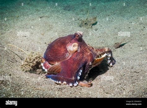 Veined Or Coconut Octopus Amphioctopus Marginatus Lembeh Strait