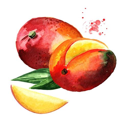 Mango Fruits Watercolor Hand Drawn Illustration Isolated On White