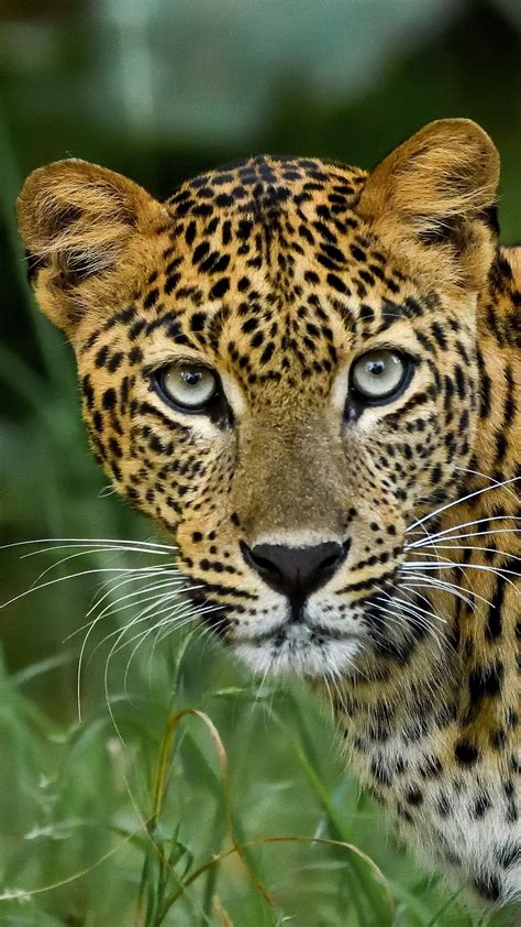 Download wallpaper 1080x1920 leopard, big cat, predator, glance ...