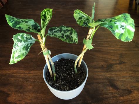 My A. pictum tricolor appears to be having a baby! : r/RareHouseplants