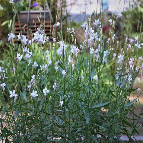 Gaura Seeds - Gaura Lindheimeri Flower Seeds