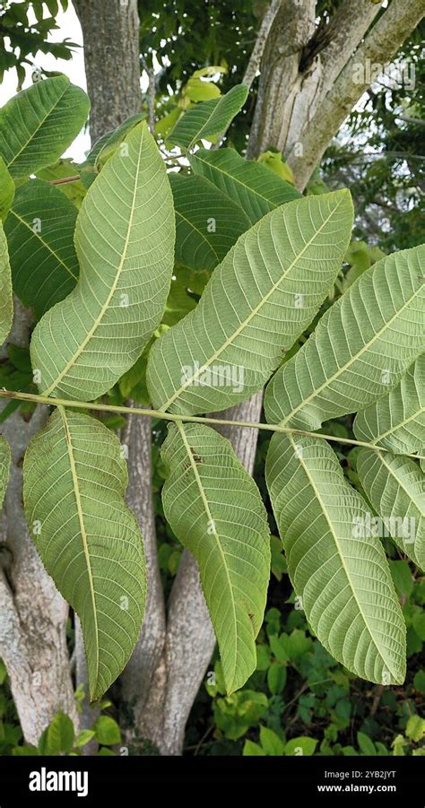 Manchurian walnut (Juglans mandshurica) Plantae Stock Photo - Alamy