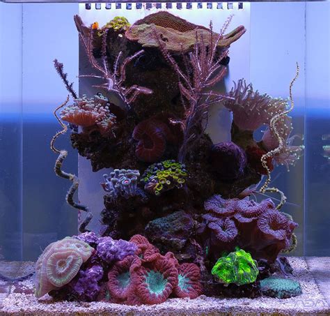 NanoTopia 2015 Featured Aquariums Featured Aquariums Monthly