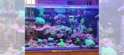 Кораллы для морского аквариума купить в Воскресенске | Животные и ...