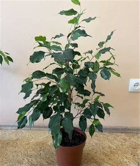 Фикус Бенджамина Наоми купить | Растения | Festima.Ru – частные объявления