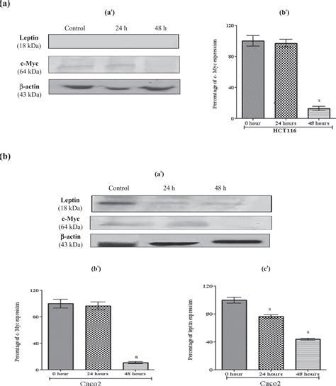 Resveratrol Inhibits Proliferation Angiogenesis And Induces Apoptosis