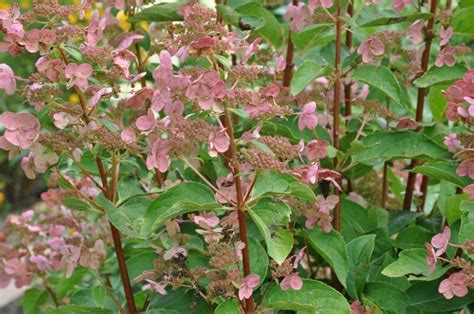 Гортензия метельчатая "Дарума" (Hydrangea paniculata Dharuma ...