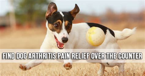 Animal Hospitals Arizona: Find Dog Arthritis Pain Relief Over The Counter