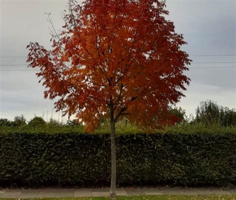 Amerikaanse Es Fraxinus Americana Bomenwebwinkel Nl