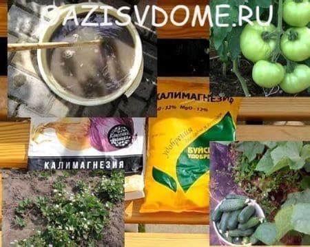 Калимагнезию как развести и подкормить ей огурцы, помидоры и другие ...