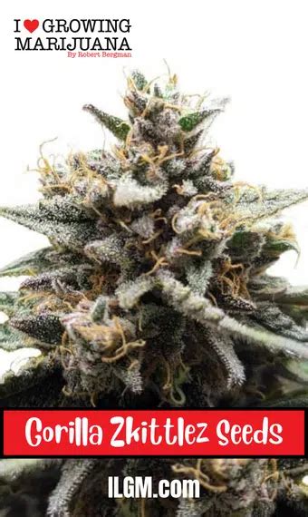 Gorilla Zkittlez Strain Review And Growing Guide Learn All About