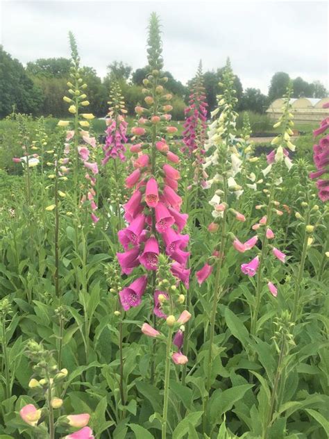 Digitalis Foxy Foxglove Housedocer