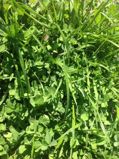 Renovating Pastures Best Clovers For Cattle Pastures