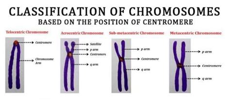 4 Types Of Chromosomes