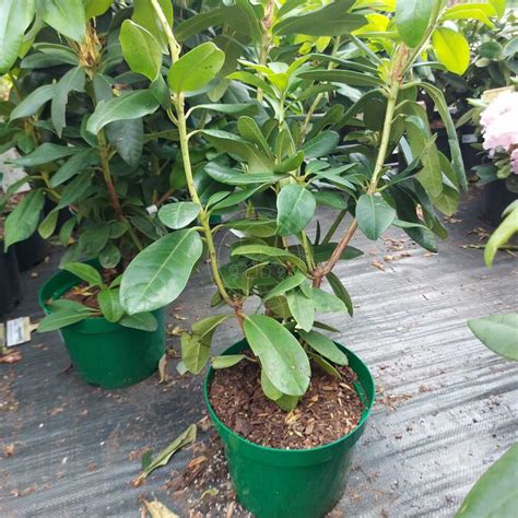 Рододендрон гибридный Владислав Ягелло (Rhododendron hybrid Wladyslaw ...