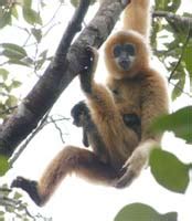 Gibbon Conservation Alliance - Threats to the gibbons