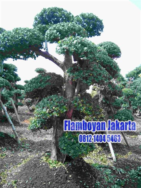 Cara Memilih Tanaman Untuk Dibuat Bonsai Tukang Taman Surabaya