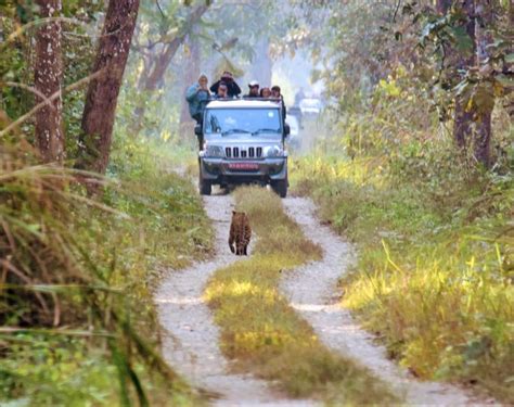 Chitwan Dages Safaritur I Chitwan Nationalpark Getyourguide