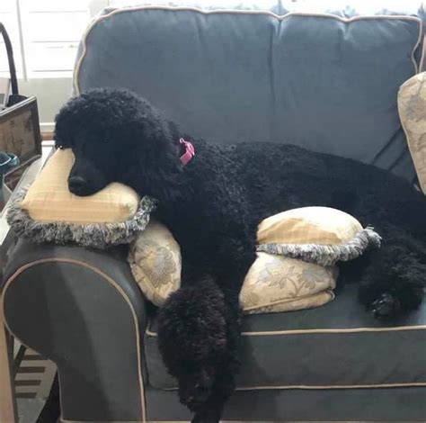 standard poodle  dog advisor