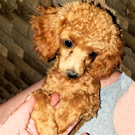 East Texas Poodles – East Texas Poodles. We raise and sell Standard ...