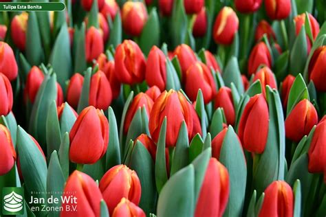 Esta Bonita ® | Tulip | Jan de Wit en Zonen B.V.