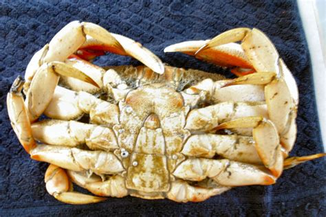 Domination And Racial Humiliation Phone Sex FemDom Humiliation Phone Sex With THE Aryan Queen