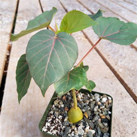 Rock Fig Ficus Petiolaris Shop Online At Planet Desert
