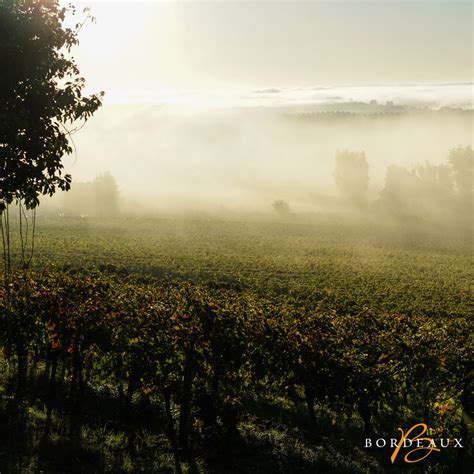 The Secrets Of Sauternes Official Website