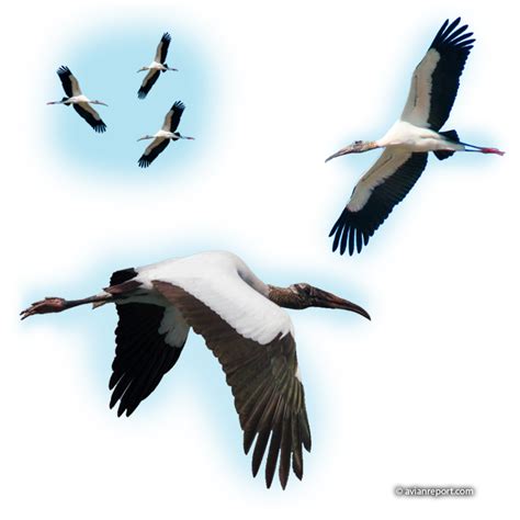 What Does A Wood Stork Look Like Avian Report