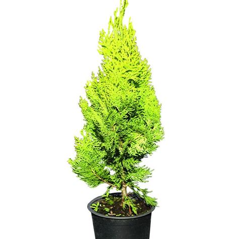 Туя пирамидалис Ауреа конт. 1л 09051744 на топ цена — Home Max | ex Baumax