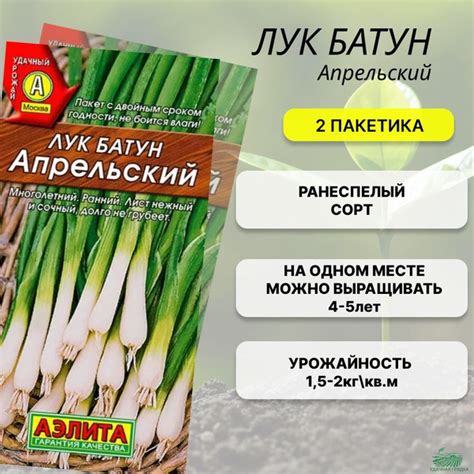 Лук Агрофирма Аэлита лук зеленый - купить по выгодным ценам в интернет ...