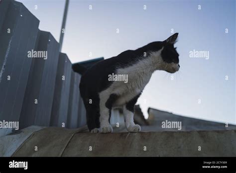 Low Angle Shot Of Black And White Cat On A Roof Under A Blue Sky Stock