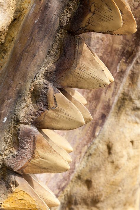 Dinosaur Teeth Free Stock Photo Public Domain Pictures