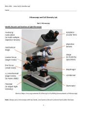 Lab Microscopy And Cell Diversity Biol Docx Biol L Intro