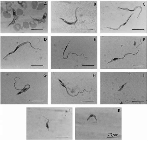 Light Microscopy Photographs Of The Different Morphological Stages Of