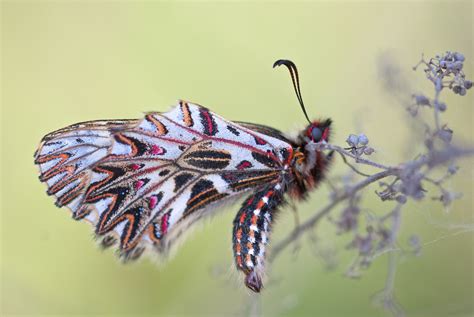 Images Gratuites : aile, la photographie, fleur, insecte, papillon de