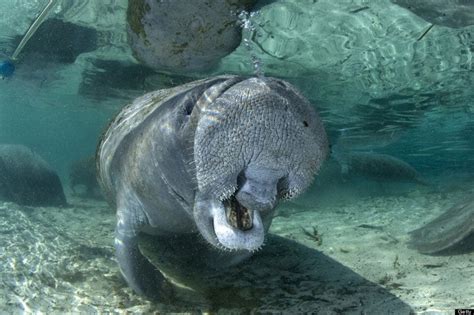 What You Didn’t Know About Manatees in Honor of Manatee Awareness Month