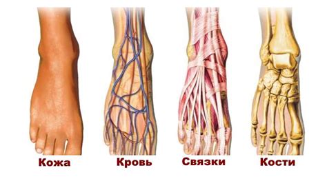Голеностопный сустав анатомия: кости, мышцы и связки +Фото строения