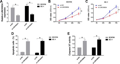 Downregulation Of LINC00634 Inhibits Cell Proliferation And Promotes