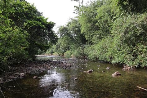 Nature of the Central Kalimantan Forest Stock Photo - Image of view ...