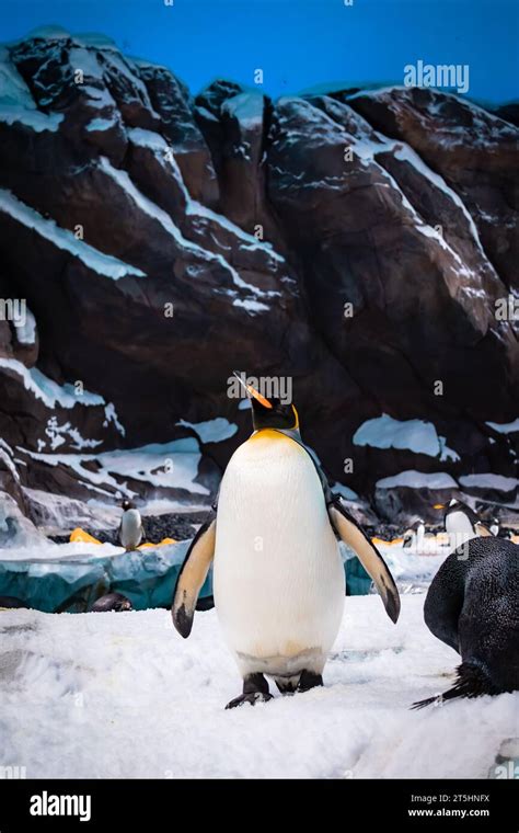Emperor penguins Stock Photo - Alamy