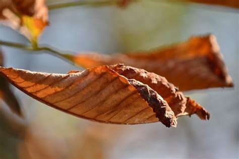 Free picture: leaf, wood, nature, tree, autumn, forest, foliage, landscape