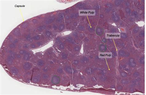 Lymphatic System 2 Spleen And Thymus Flashcards Quizlet