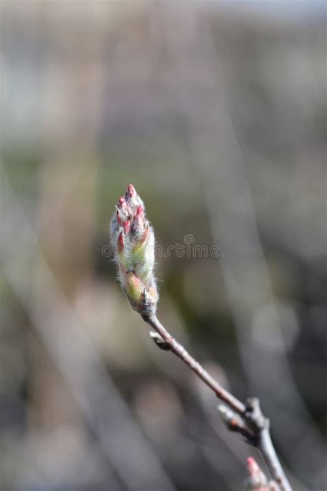 Snowy Mespilus Stock Photo Image Of Shrub Snowy Flower 304790222