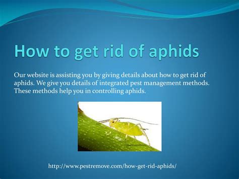 PPT - HOW TO GET RID OF APHIDS PowerPoint Presentation, free download