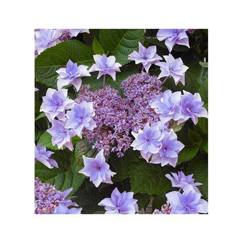 HORTENSIA DOPPIO® ROSA BLUE, plante en ligne
