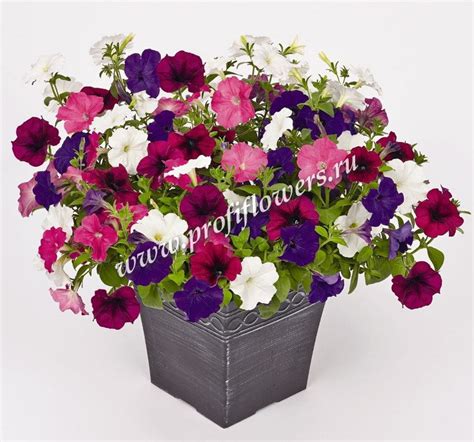 Петуния ампельная Саксесс